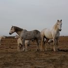 les camargues