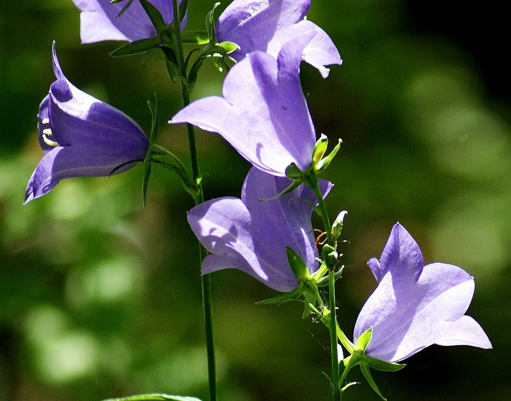 LES CAMPANULES photo et image fleurs, ligerien, nature Images