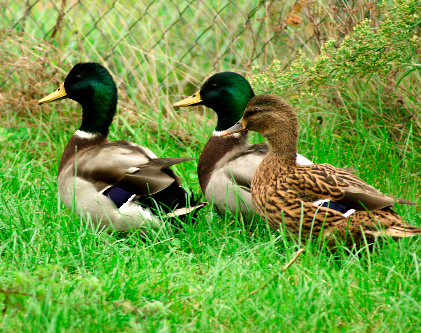 Les canards