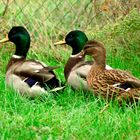 Les canards