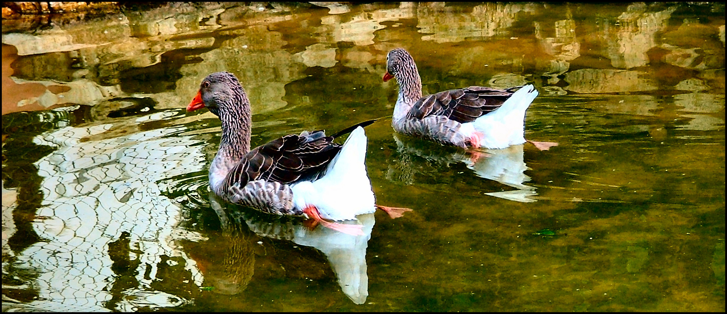 Les canards