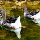 Les canards