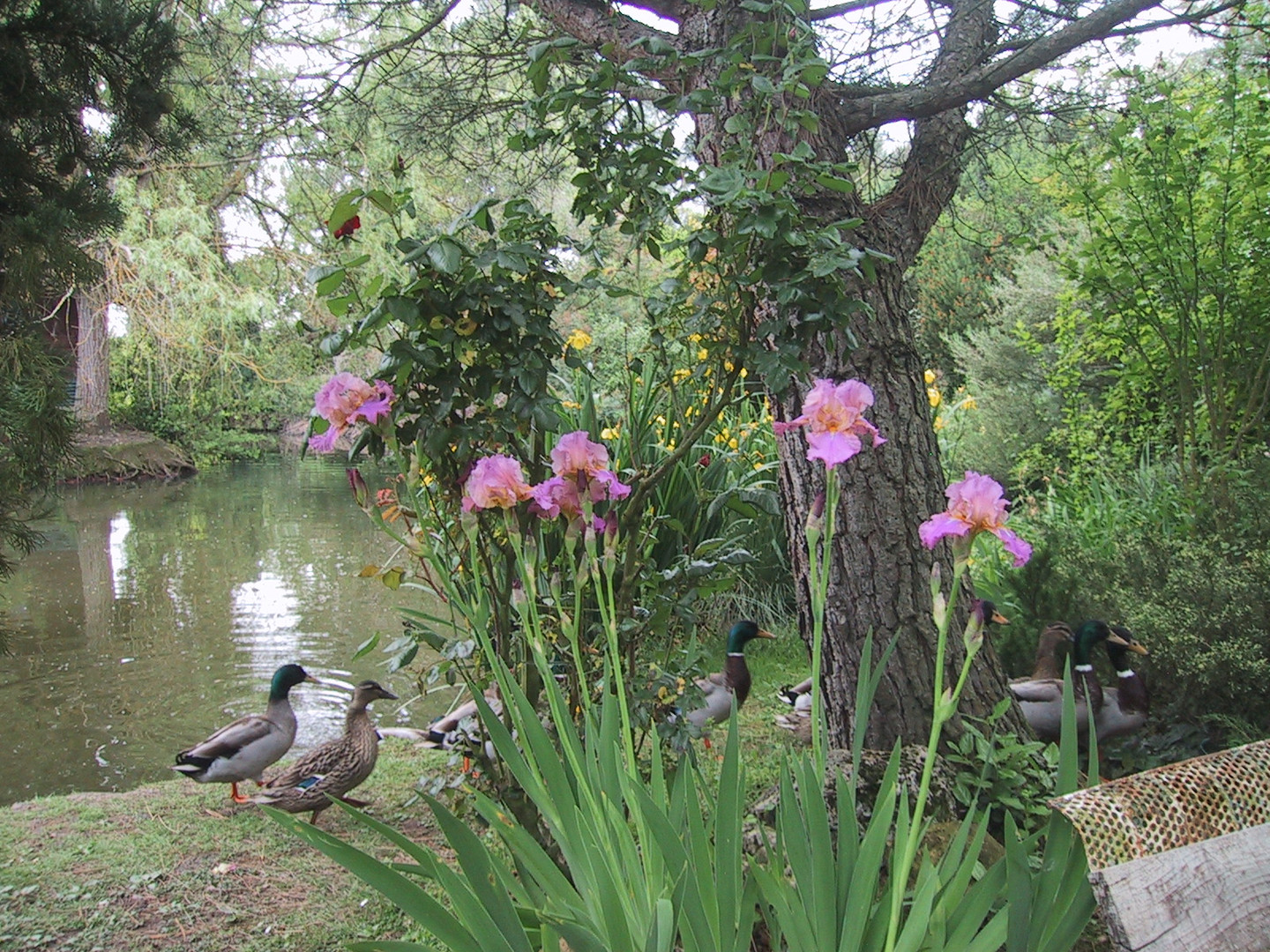 les canards