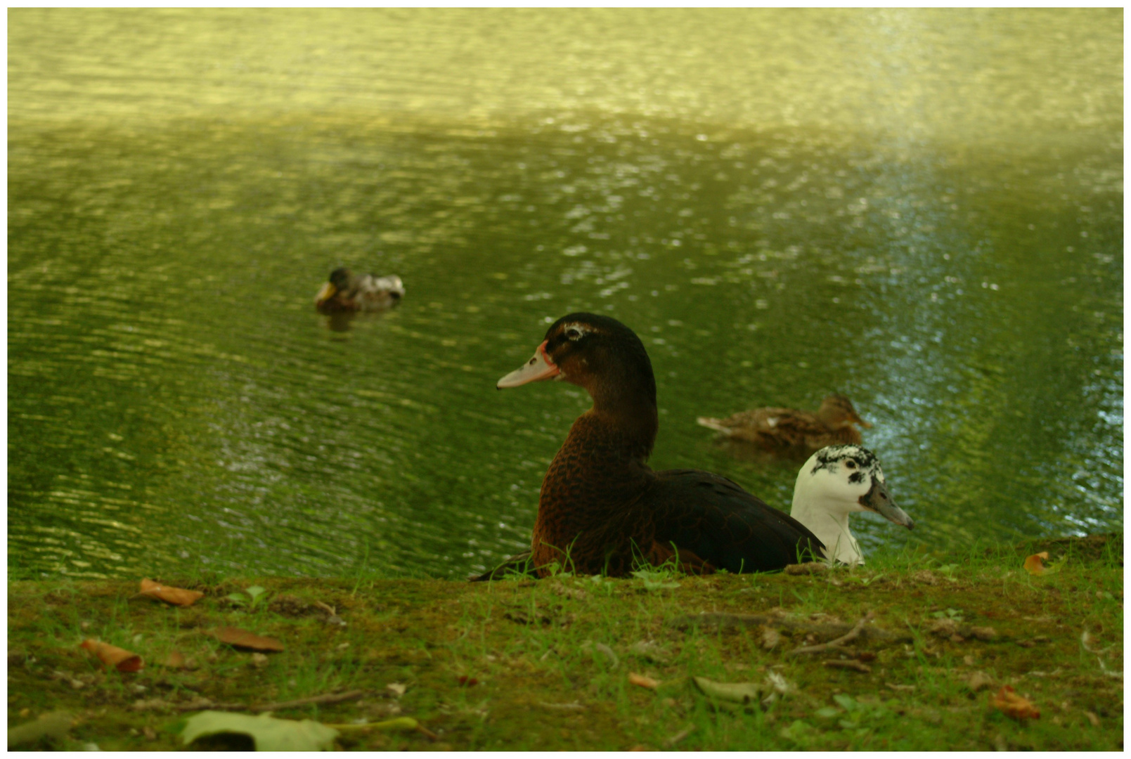 Les canards