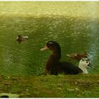 Les canards