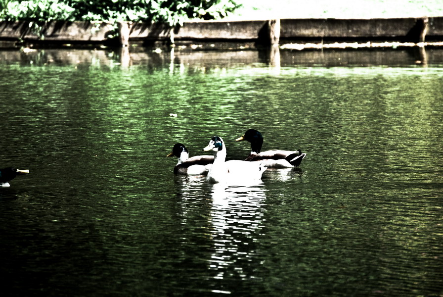 les canards