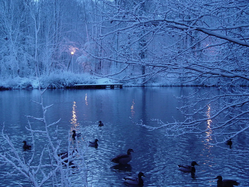 Les canards autour du lac