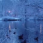 Les canards autour du lac