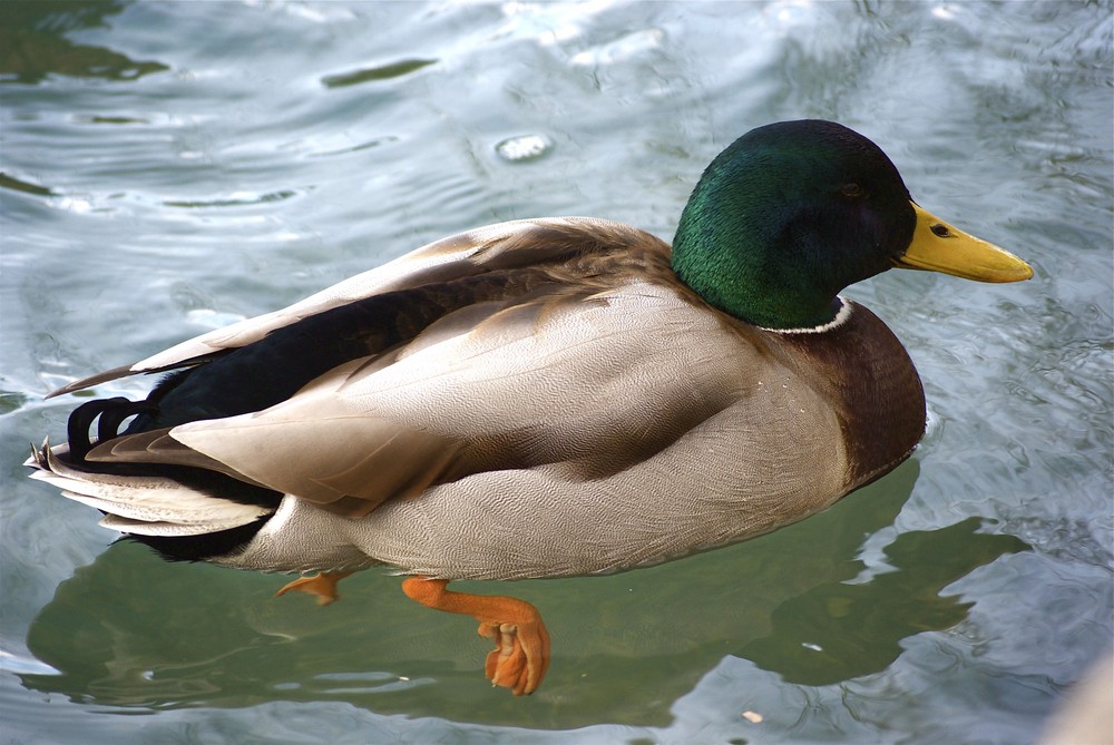 Les Canards de Fontaine de Vaucluse