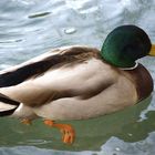 Les Canards de Fontaine de Vaucluse