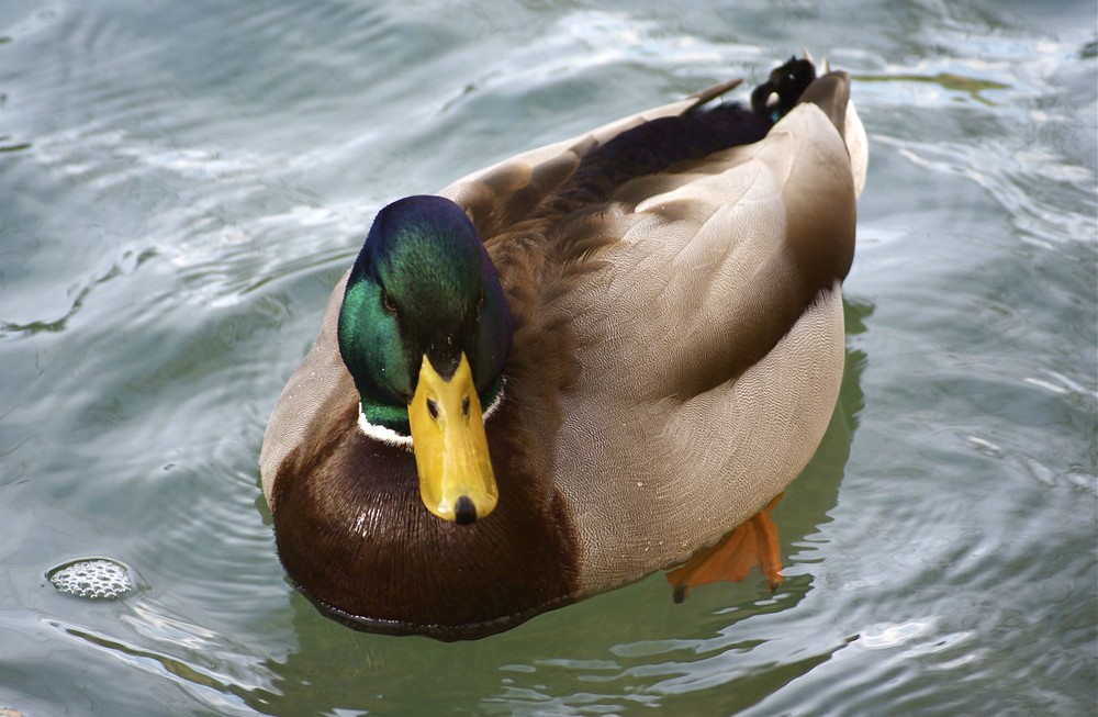 Les canards de Fontaine de Vaucluse