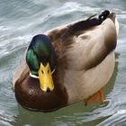 Les canards de Fontaine de Vaucluse