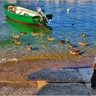 les canards du lac Léman ......