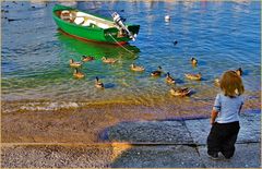 les canards du lac Léman ......