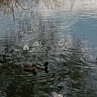 Les canards en balade 