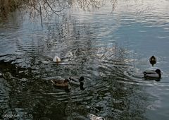 Les canards en balade 