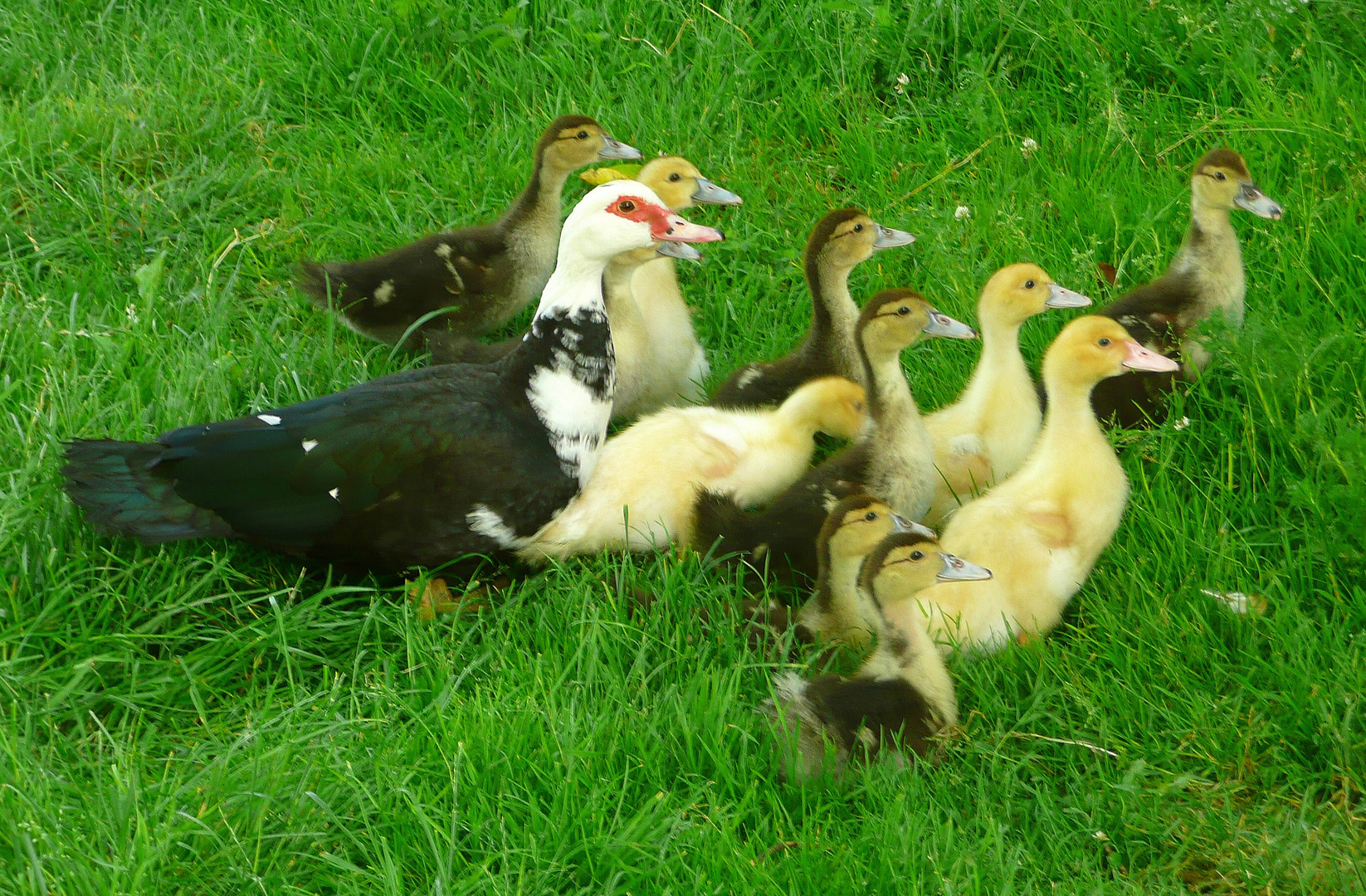 Les canards jaune