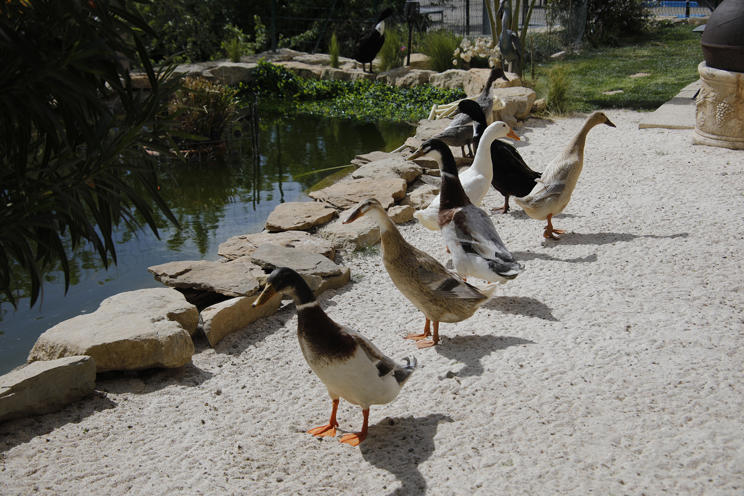 Les canards  marcheurs  dits aussi canards coureurs .