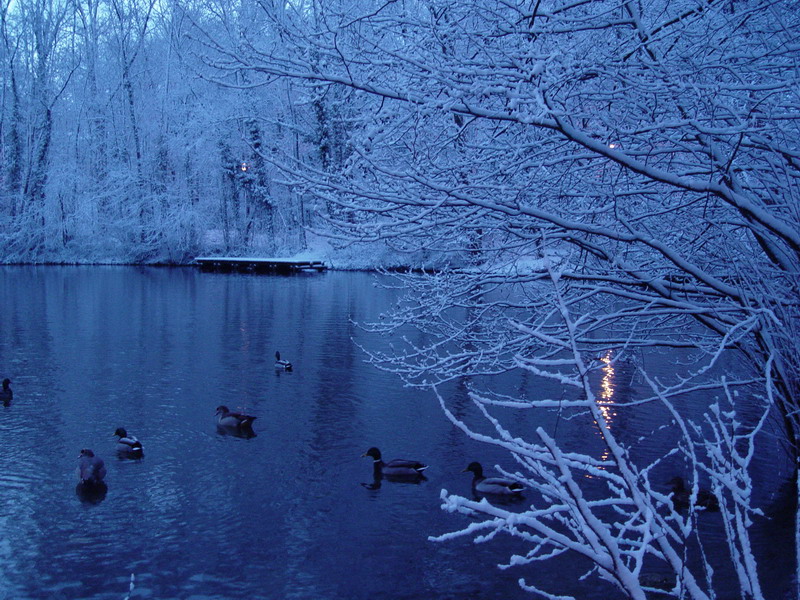 les canards me suivent