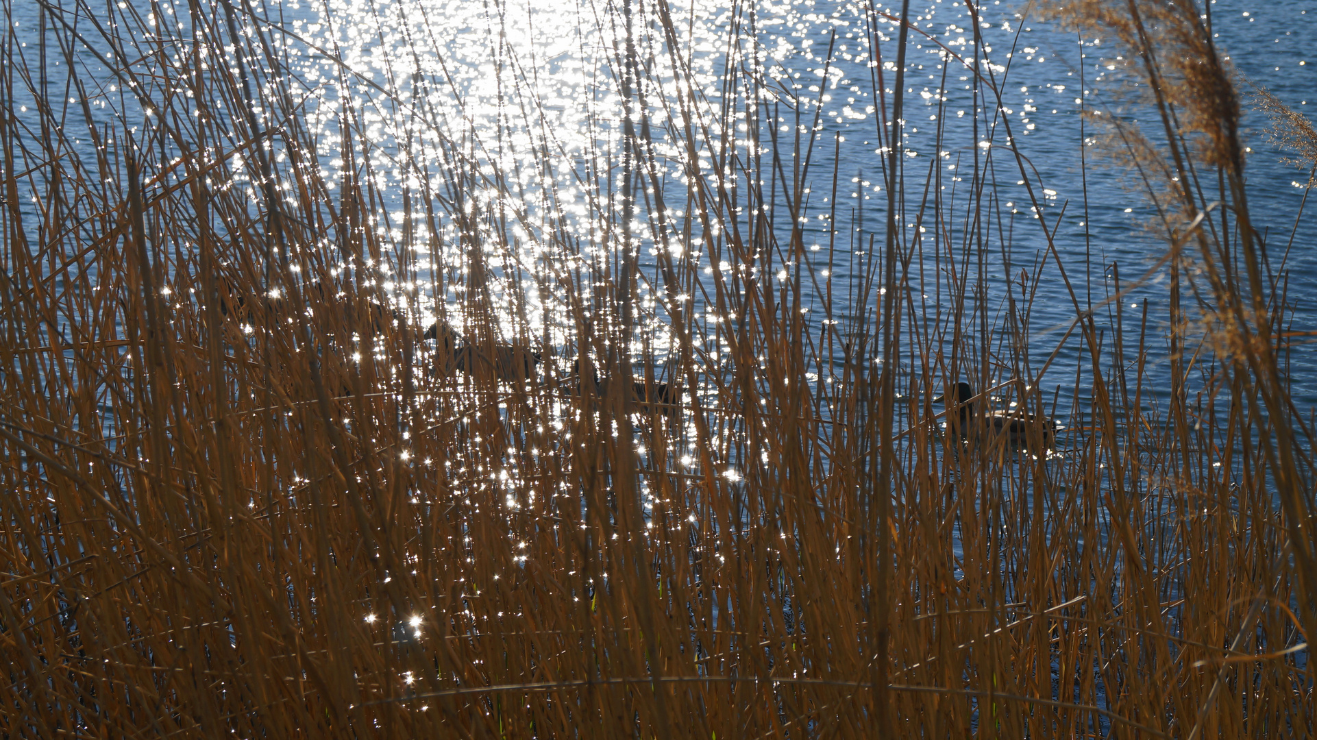 les canards qui joue a cache cache