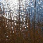 les canards qui joue a cache cache