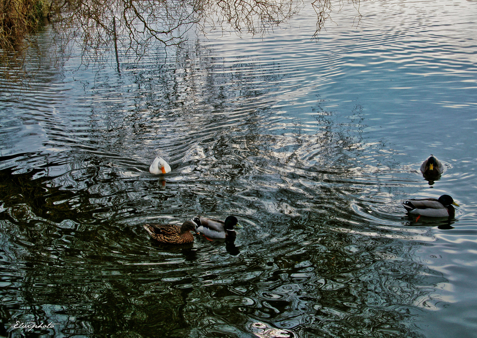 Les canards sur l'Erdre 