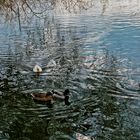 Les canards sur l'Erdre 