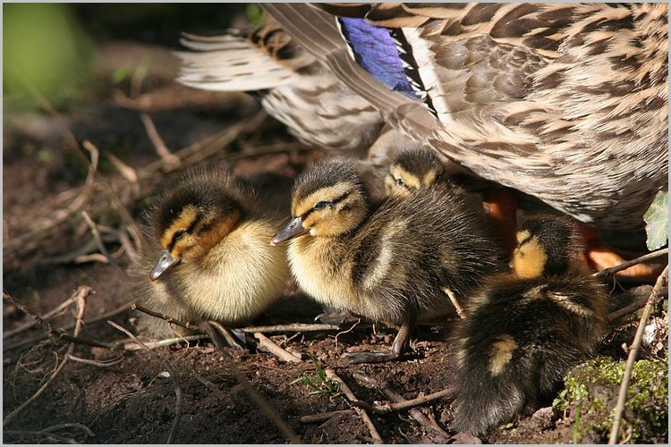 Les Canetons Colvert