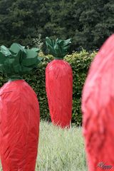 Les carottes rouges