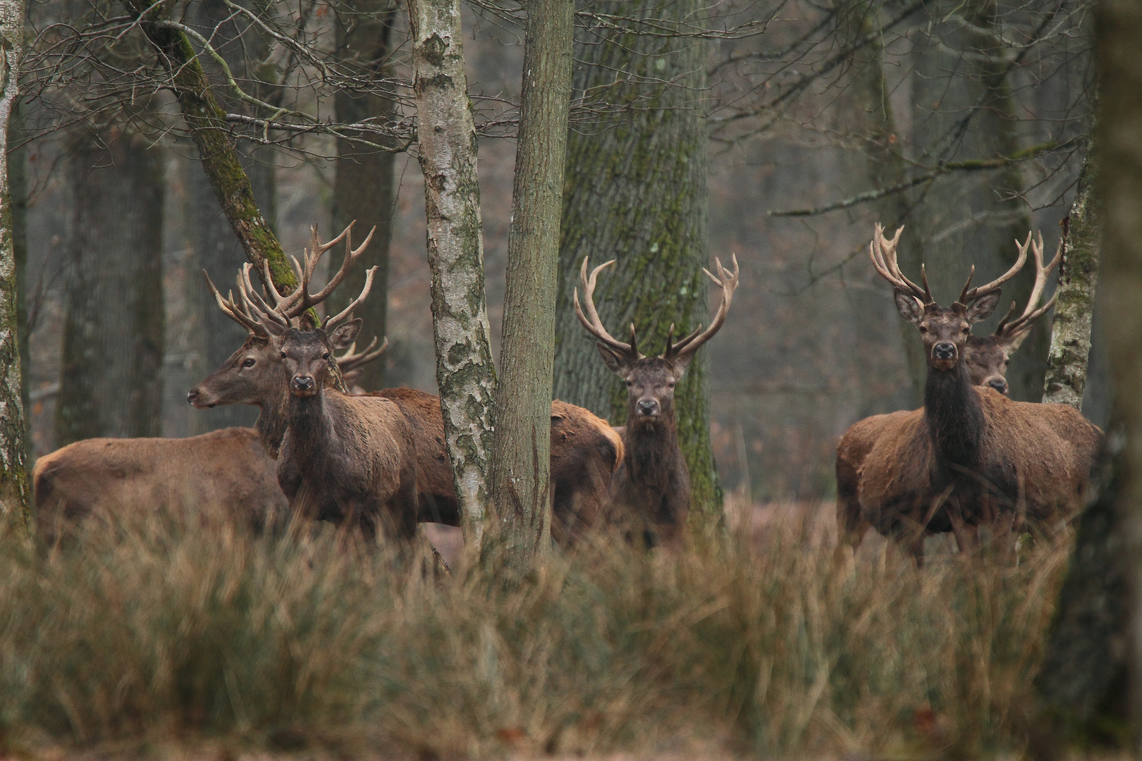 les Cerfs photo et image  nature, animaux, cervidés Images fotocommunity