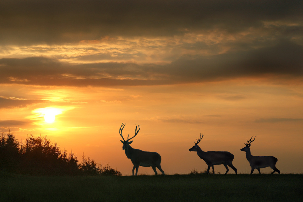 Les cerfs sortent le soir.