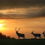 Les cerfs sortent le soir.