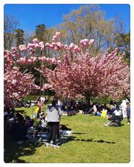 Les cerisiers du parc de Sceaux