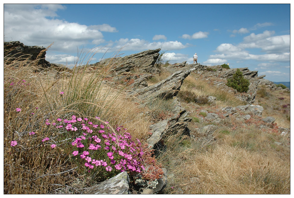 Les Cévennes