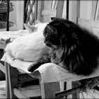 Les chaises des chats