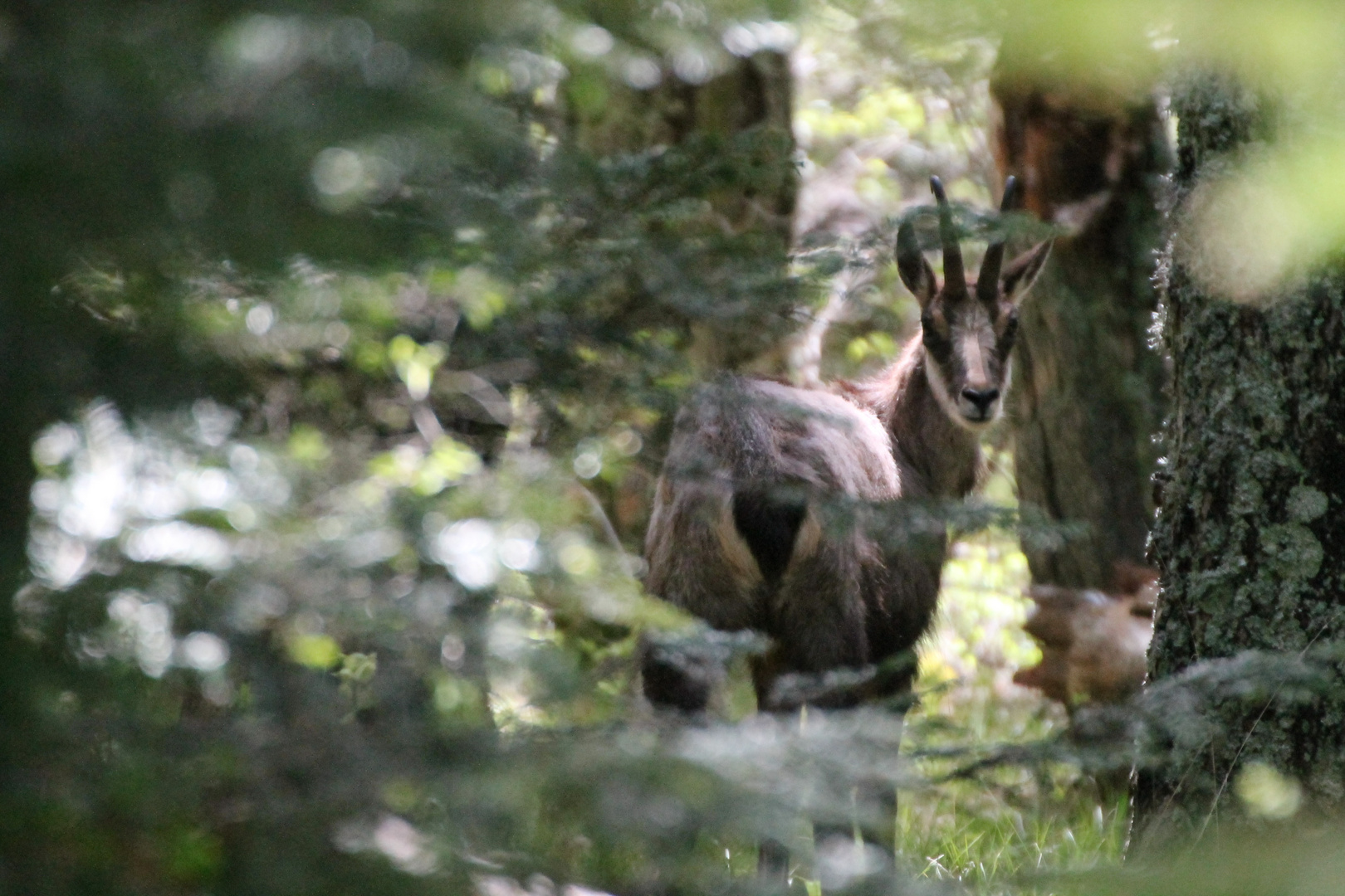 les chamois du Mont Serein