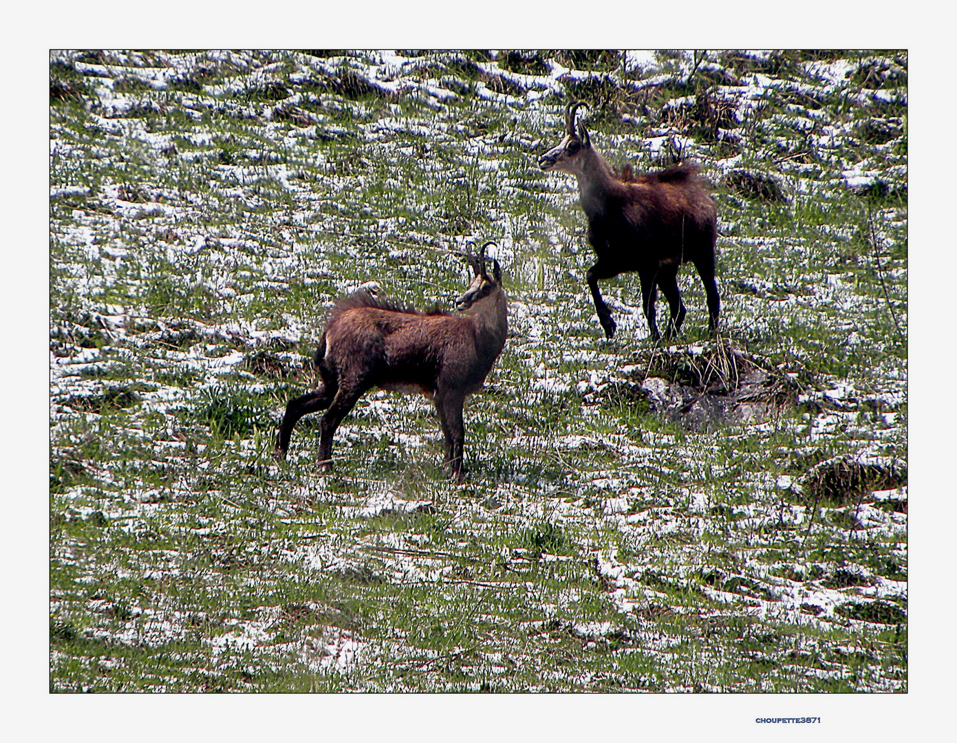 Les Chamois du Pas du Roc Haute Savoie