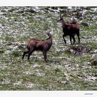 Les Chamois du Pas du Roc Haute Savoie