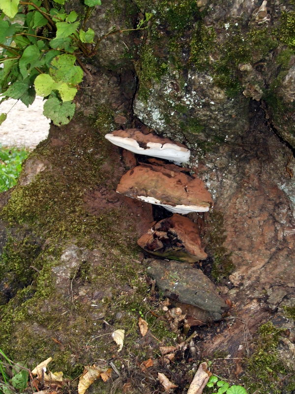 les champignons de lagus 