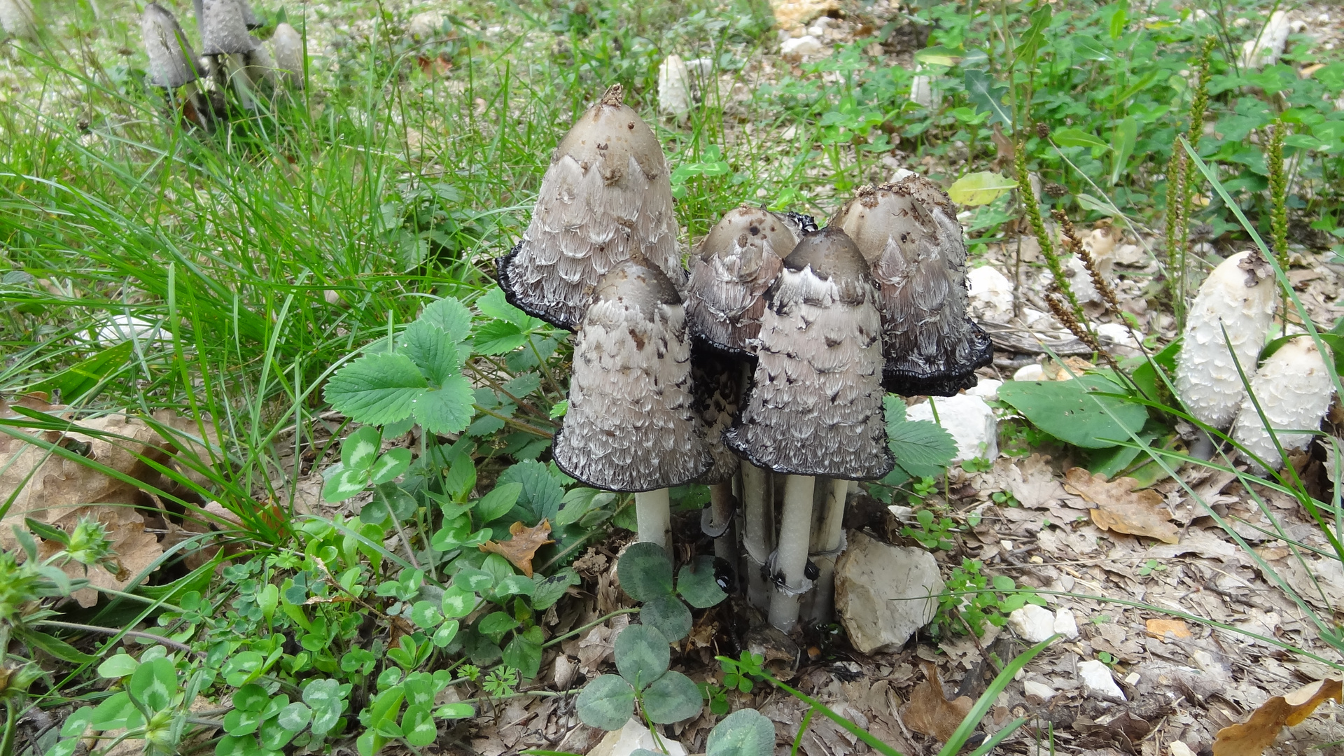 Les champignons "coprins"