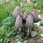 Les champignons "coprins"