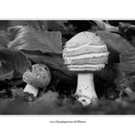 les champignons de la forêt