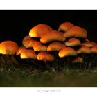 Les champignons de nuit