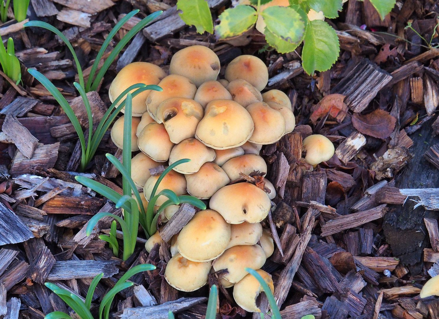 Les champignons ont remplacé les fleurs dans le jardin