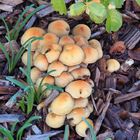 Les champignons ont remplacé les fleurs dans le jardin