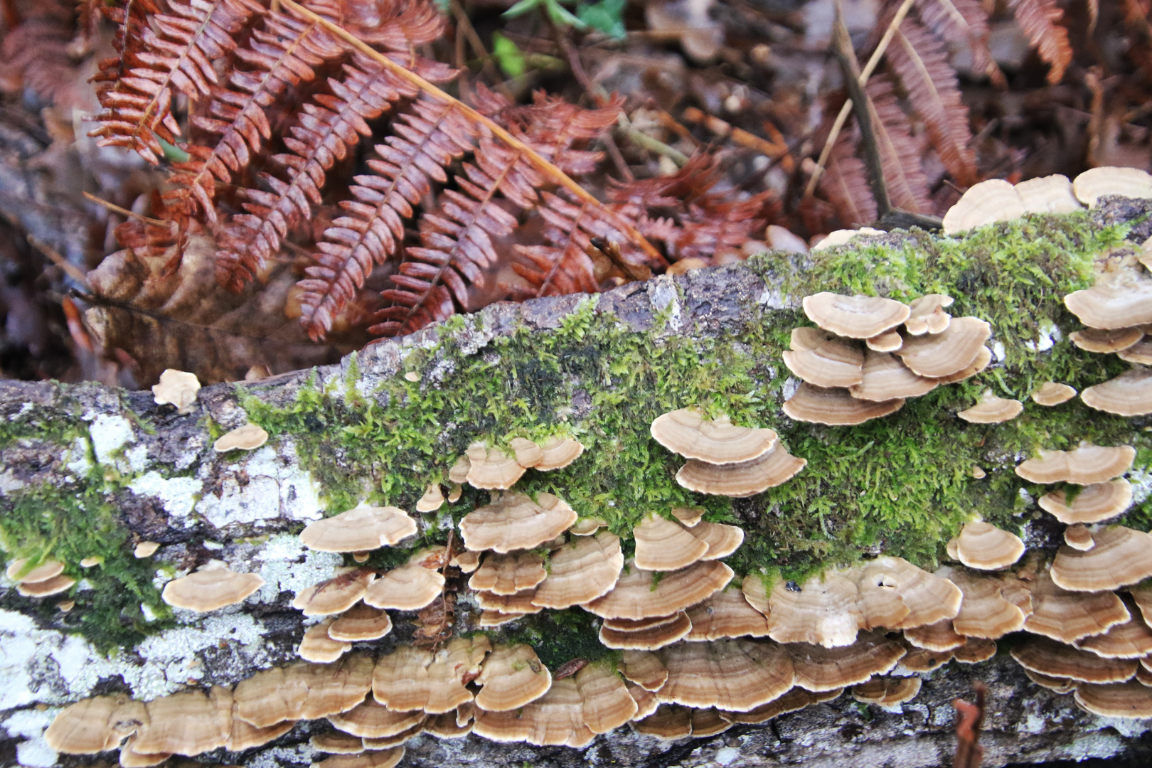 les champignons sur la souche !