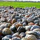 Les champs de courges