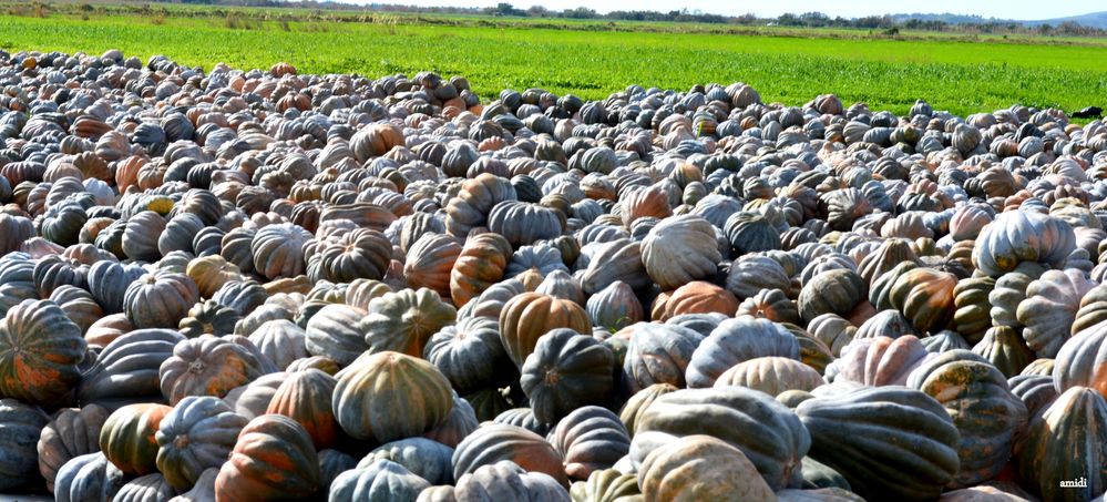 Les champs de courges