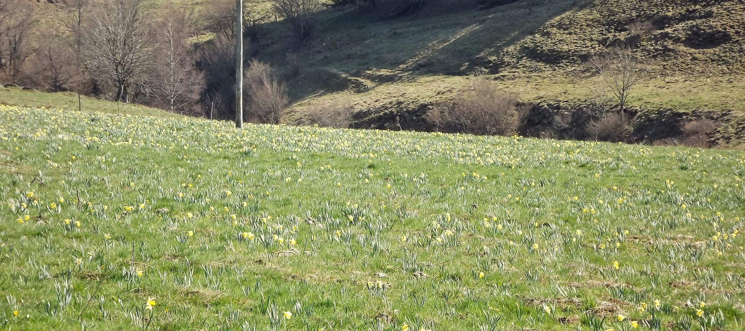 les champs de jonquilles au mezenc