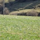 les champs de jonquilles au mezenc